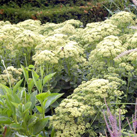 Unbranded Sedum Sunkissed Plants Pack of 3 Pot Ready Plants