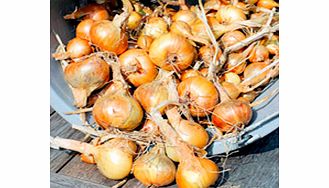 Unbranded Shallot Bulbs - Golden Gourmet