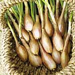 Unbranded Shallot Bulbs  Pesandor