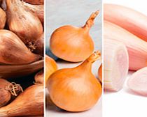 Unbranded Shallot Bulbs - Triple Pack