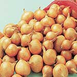 Unbranded Shallot Bulbs: Golden Gourmet 174069.htm