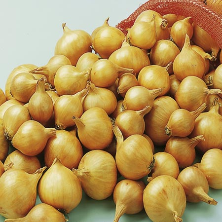 Unbranded Shallot Bulbs Golden Gourmet 400g Pack