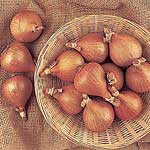 Unbranded Shallot Bulbs: Hative De Niort 174093.htm