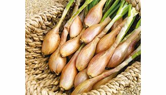 Unbranded Shallot French Bulbs - Pesandor