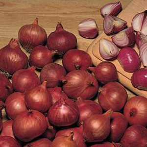 Unbranded Shallot Prisma F1 Hybrid Seeds