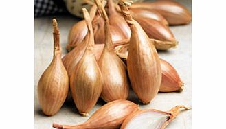 Unbranded Shallot Triple Pack - Spring Planting