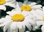 Shasta Daisy