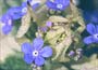 Siberian Bugloss