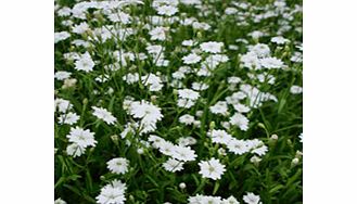 Unbranded Silene Plants - Starry Dreams