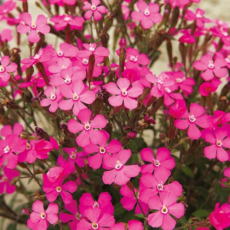 Unbranded Silene Shocking Pink Seeds Average Seeds 135