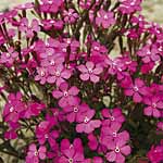 Unbranded Silene Shocking Pink Seeds