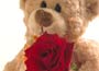 Single Rose and Manni Bear