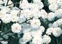 Sneezewort