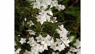 Unbranded Solanum Plant - Jasminoides Album