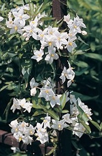 Unbranded Solanum (Potato Vine) x 5 young plants