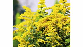 Unbranded Solidago Plant - Goldkind