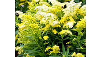 Unbranded Solidago Plant - Little Lemon