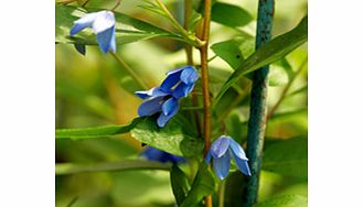 Unbranded Sollya Plant - Heterophylla