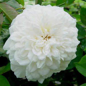 Unbranded Sombreuil - David Austin Climbing Rose ** AUTUMN