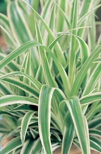 Unbranded Spider Plant x 5 plants