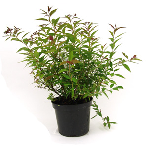 Unbranded Spiraea japonica Shirobana - Japanese Spiraea