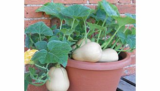 Unbranded Squash Butterbush F1 Seeds