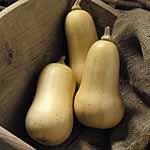 Unbranded Squash Cobnut F1 Seeds