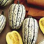 Unbranded Squash Cornells Bush Delicata Seeds