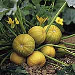 Unbranded Squash Geode F1 Seeds 438630.htm