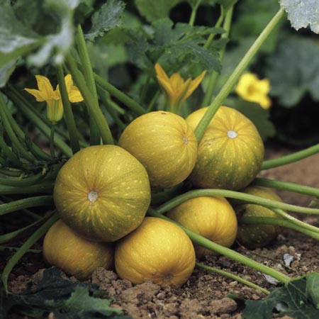 Unbranded Squash Geode F1 Seeds 8 Seeds