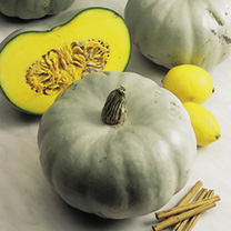 Unbranded Squash Seeds - Crown Prince F1