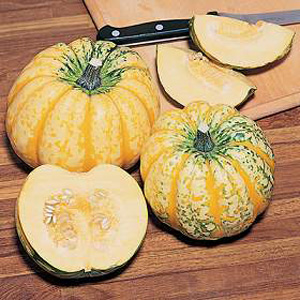 Unbranded Squash Winter Festival Seeds