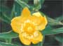 St. Johns Wort