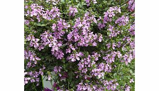 Unbranded Stachys Plants - Lilac Falls