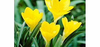 Unbranded Sternbergia Bulbs - lutea