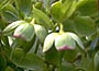 Stinking Hellebore