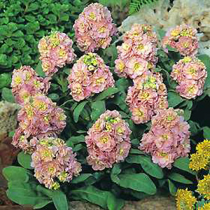 Unbranded Stocks Cinderella Antique Pink Seeds