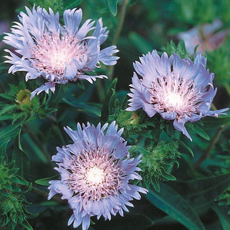 Unbranded Stokesia Laevis Seeds 20 Seeds