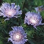 Unbranded Stokesia Laevis Seeds