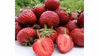 Unbranded Strawberry Plants - Honeyoye