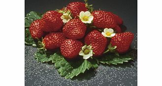 Unbranded Strawberry Plants - Mara des Bois