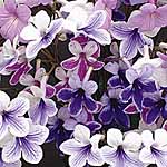 Unbranded Streptocarpus Crystal Collection Plants