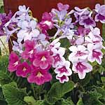 Unbranded Streptocarpus Dragon Mixed F1 Seeds 412532.htm