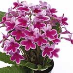 Unbranded Streptocarpus Favourites Collection