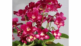 Unbranded Streptocarpus Plant - Adele