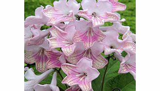 Unbranded Streptocarpus Plant - Bella