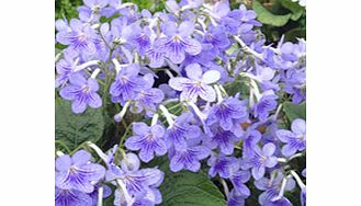 Unbranded Streptocarpus Plant - Bethan