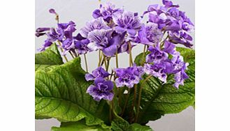 Unbranded Streptocarpus Plant - Blue Frills