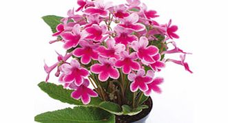 Unbranded Streptocarpus Plant - Caitlin