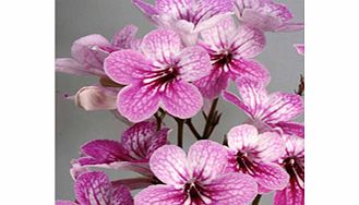 Unbranded Streptocarpus Plant - Celebration